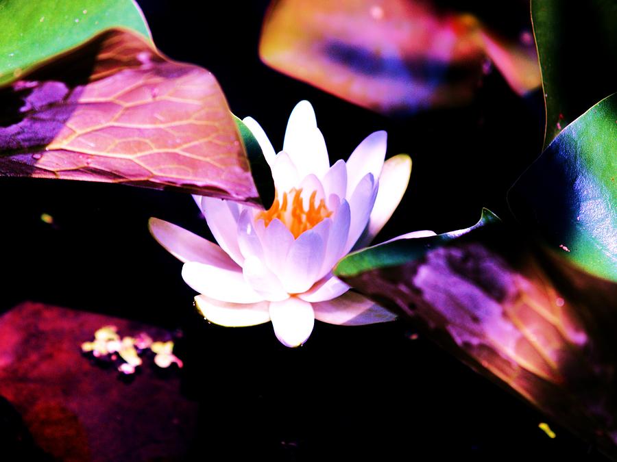Flower Photograph - Water lily #1 by Alisha Luby
