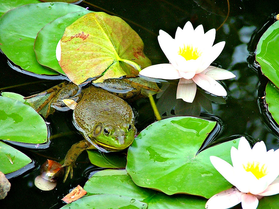 Water Lily and Bull Frog #1 Photograph by Jo Sheehan