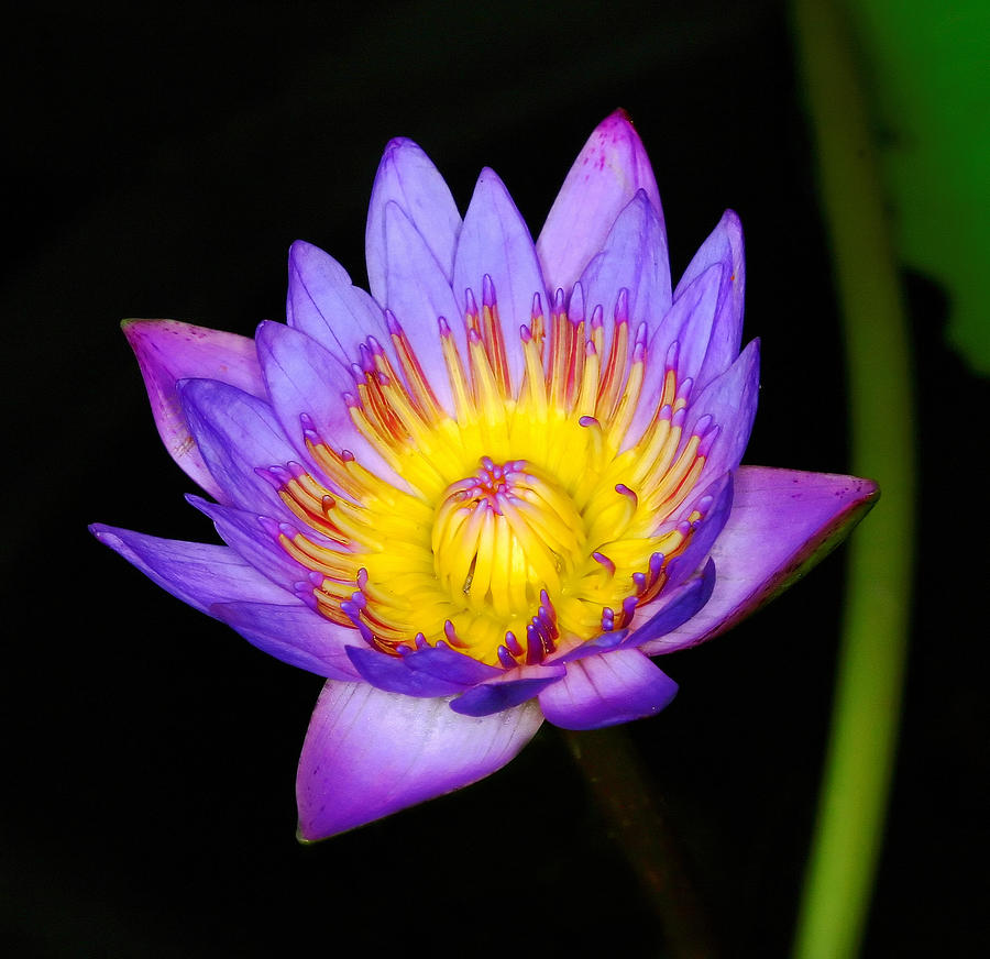 Water Lily Photograph by KH Lee - Fine Art America