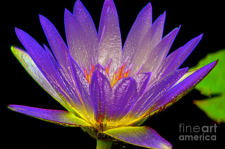 Water Lily #1 Photograph by Mark Gilman
