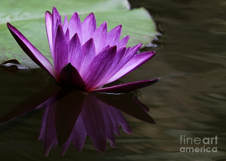 Claude Monet Photograph - Water Lily Reflected #1 by Sabrina L Ryan