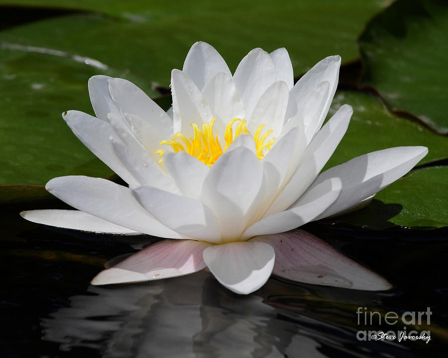 Water Lily #1 Photograph by Steve Javorsky