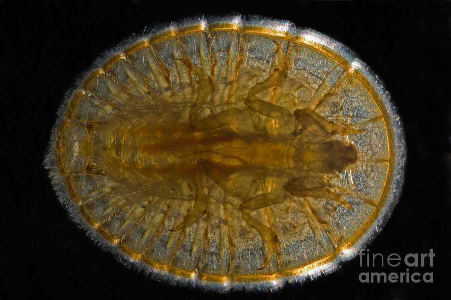 Water Penny Beetle Larva #1 Photograph by Ted Kinsman