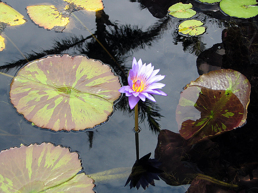 Waterlillies Photograph by Karen Zuk Rosenblatt