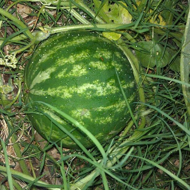 Watermelon #1 Photograph by Debra Preston