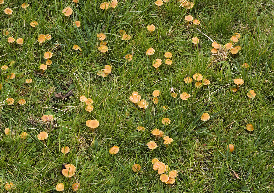 Mushroom Photograph - Waxcap Fungi #1 by Bob Gibbons