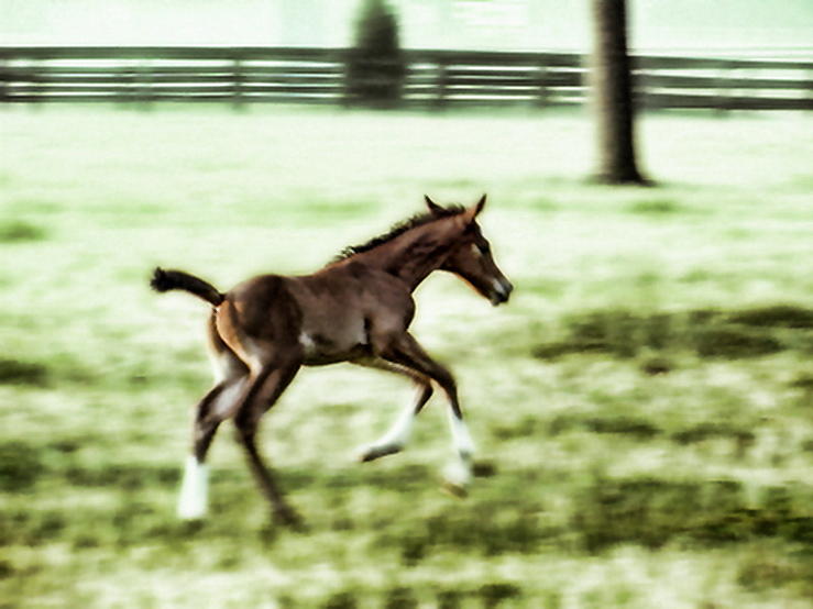 Horse Photograph - 1 Week Old by Alan Skonieczny
