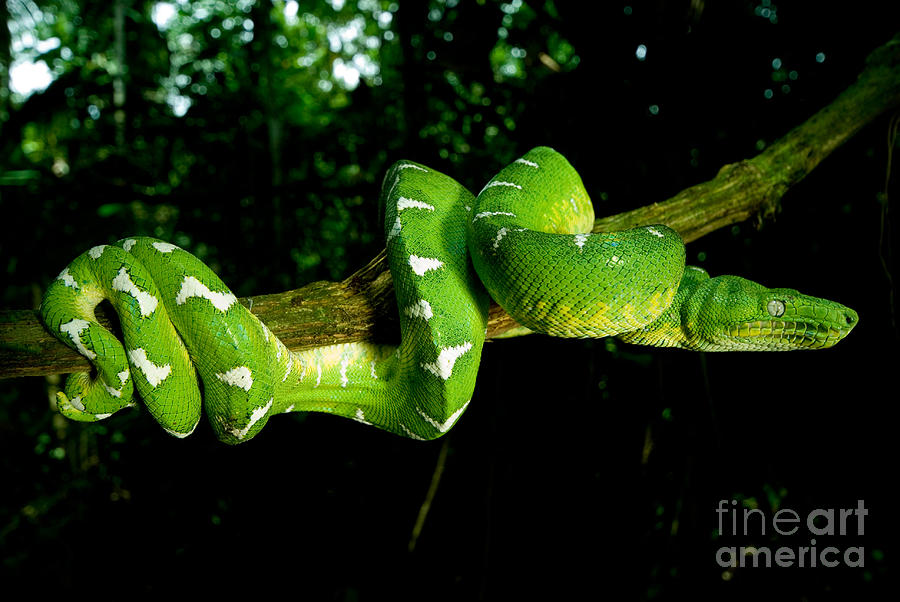 Snake Photograph - West Amazonian Emerald Tree Boa #1 by Dant Fenolio