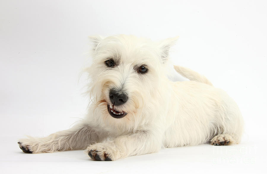 West Highland White Terrier #1 Photograph by Mark Taylor