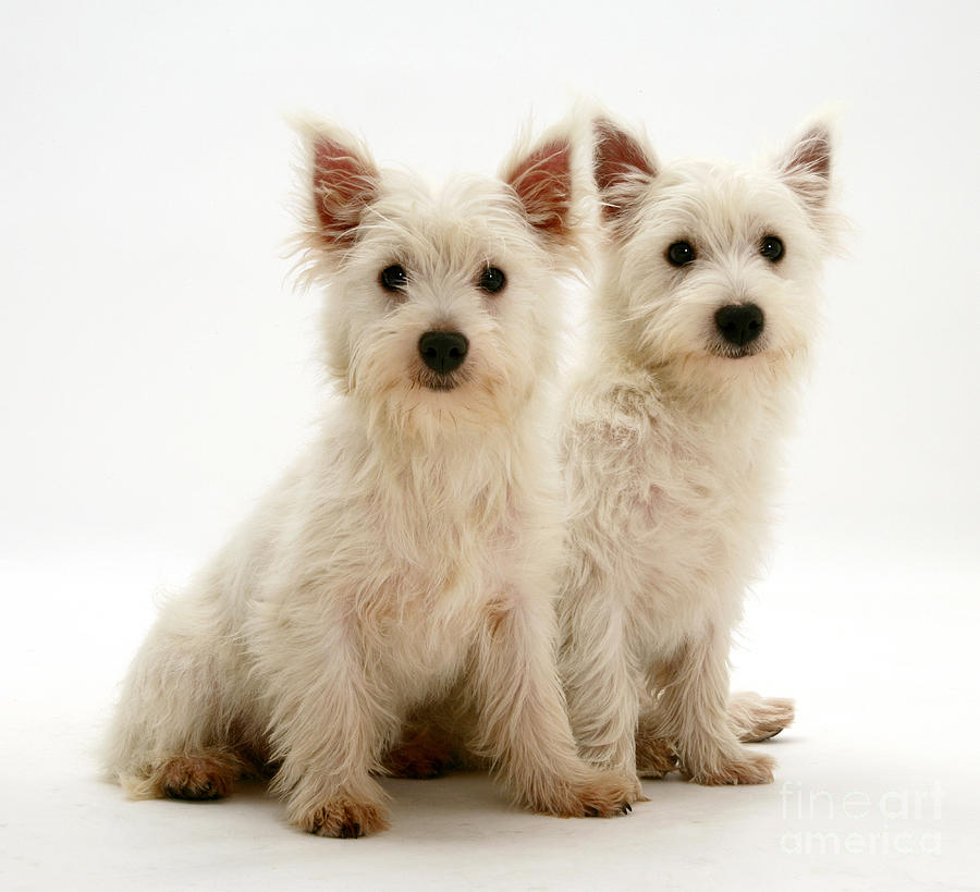 West Highland White Terriers #1 Photograph by Jane Burton