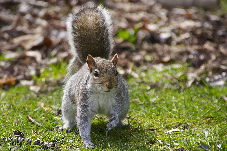 Western Gray Squirrel #1 Photograph by Sean Griffin