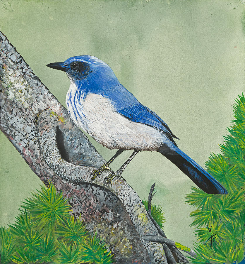 Bird Painting - Western Scrub Jay #1 by Marsha Friedman