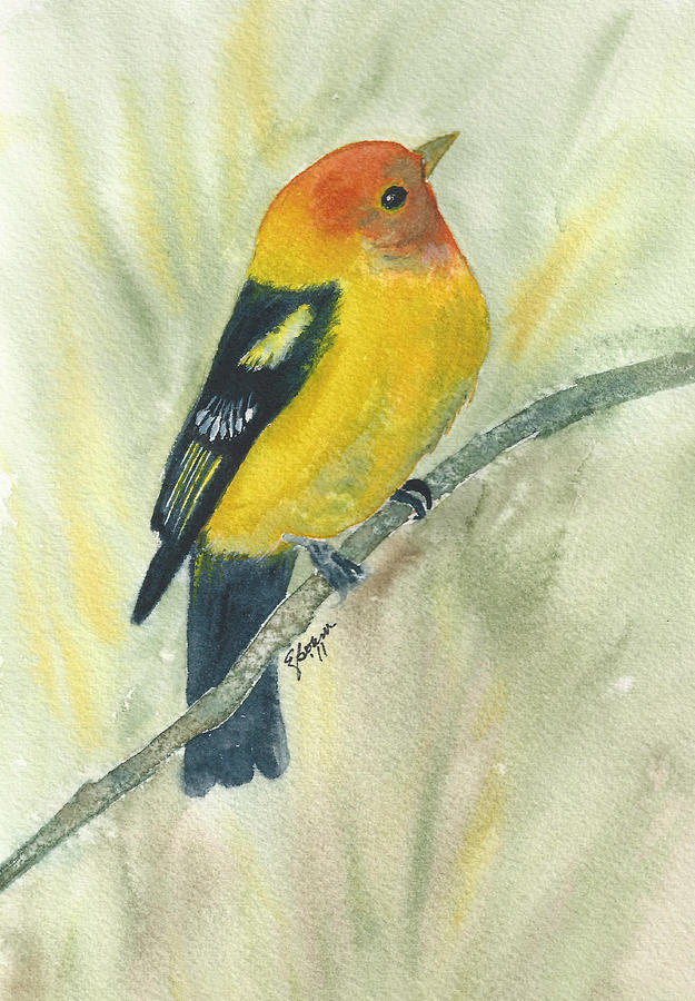 Western Tanager #1 Painting by Elise Boam