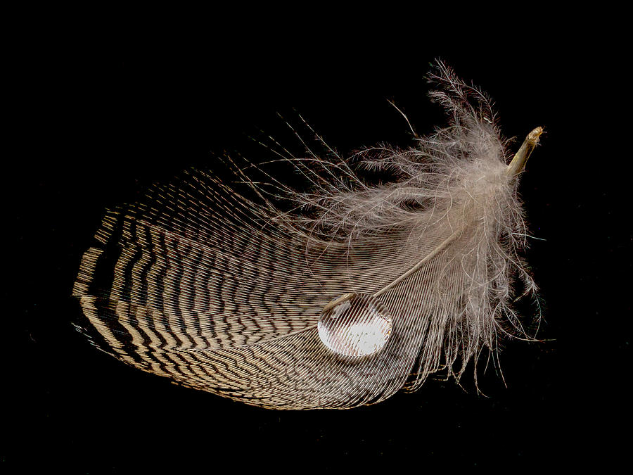 Wet Feather #2 Photograph by Jean Noren