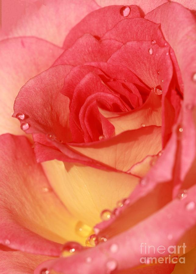 Rose Photograph - Wet Rose #1 by Sabrina L Ryan