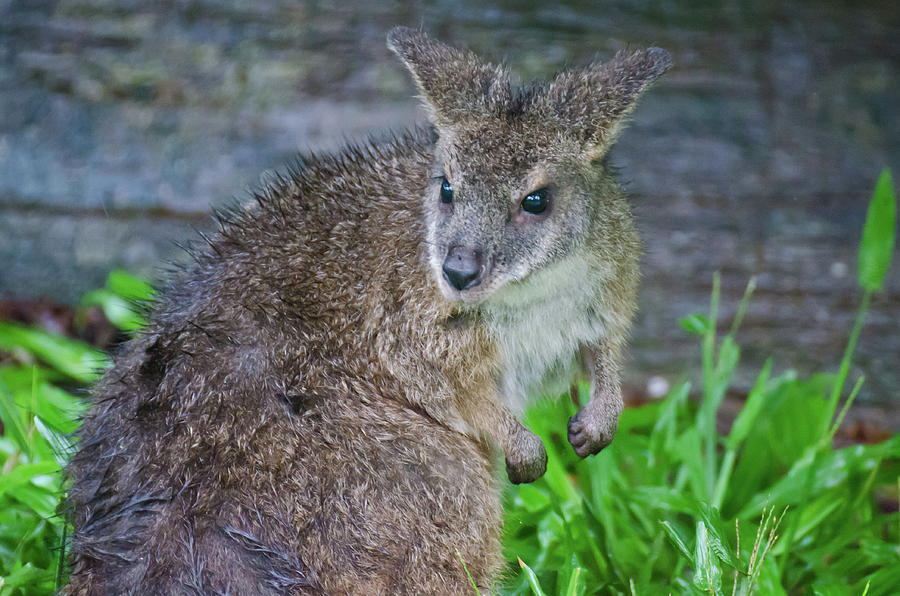 Wet Wallaby with Attitude #1 Photograph by Harry Strharsky
