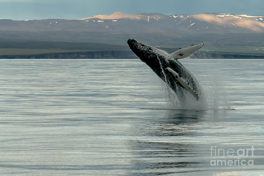 Whale Jumping #1 Photograph by Jorgen Norgaard