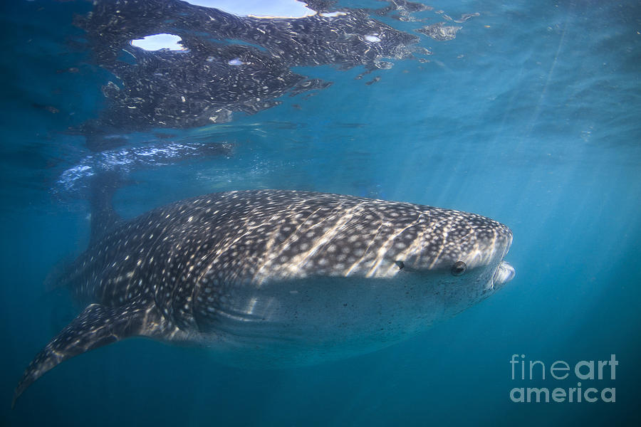 Whale Shark, La Paz, Mexico #1 Photograph by Todd Winner