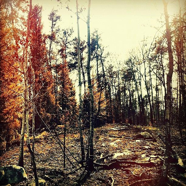 Tree Photograph - Whats Left After The #fire #forest #1 by Kelsey Parisien