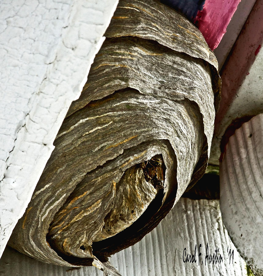 Wasp Nest - Whats the Buzz Wall Art Photograph by Carol F Austin
