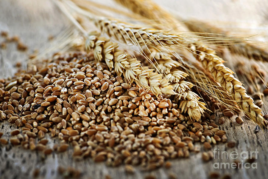 Wheat ears and grain 2 Photograph by Elena Elisseeva
