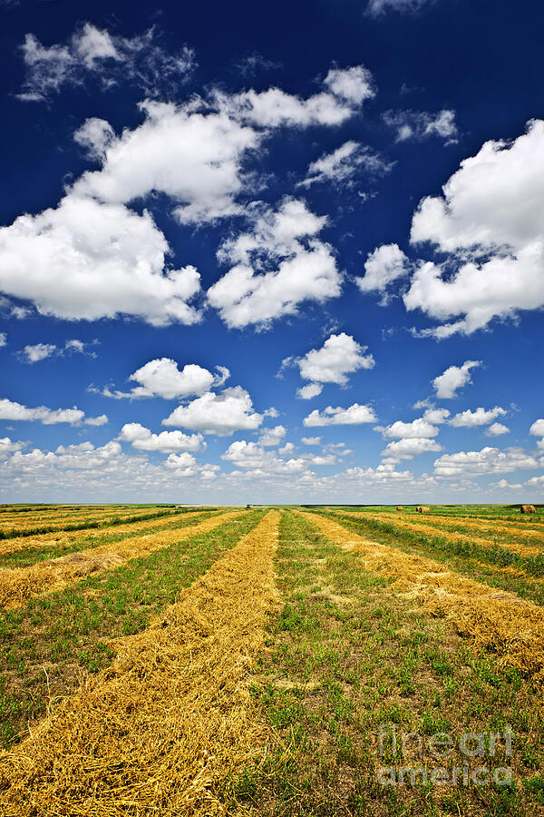 Summer Photograph - Wheat farm field at harvest in Saskatchewan by Elena Elisseeva