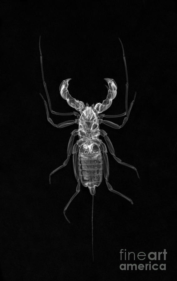 Whipscorpion X-ray #1 Photograph by Ted Kinsman