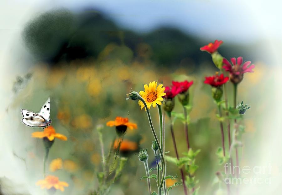 White Butterfly  #1 Photograph by John  Kolenberg