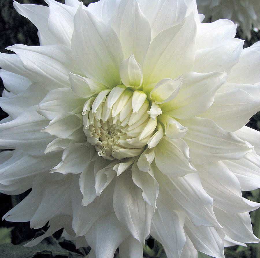 White Dahlia Beauty #1 Photograph by Lora Fisher