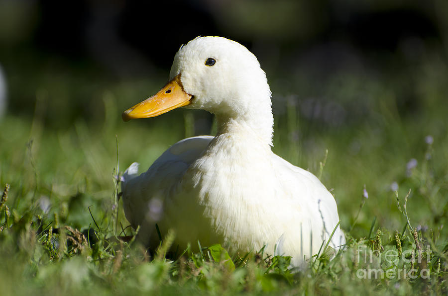 Duck Photograph - White duck #1 by Mats Silvan