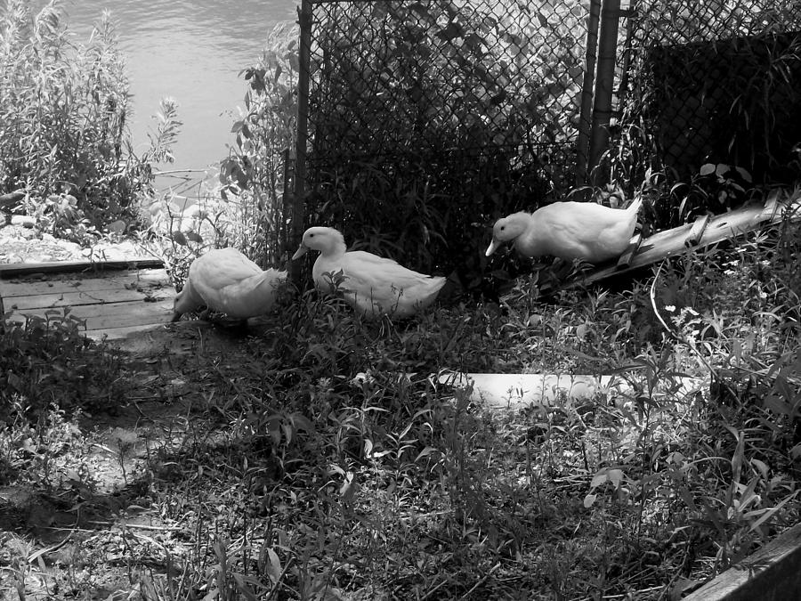 White Ducks on a Ramp #1 Photograph by Corinne Elizabeth Cowherd