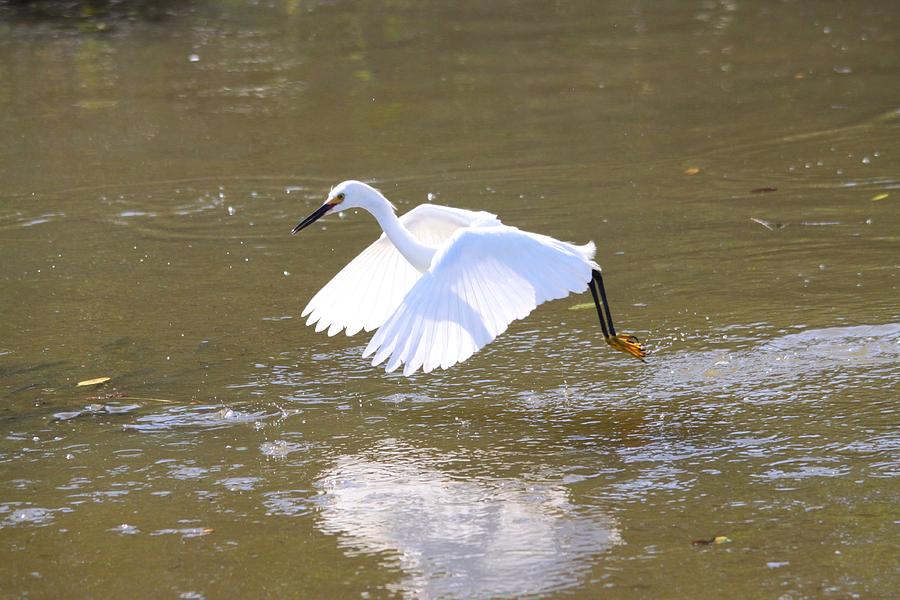 White Egret #1 Photograph by Jeanne Andrews