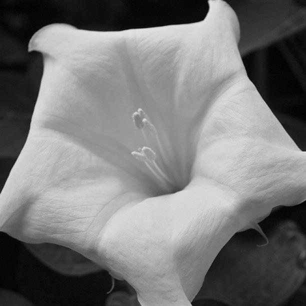 Black And White Photograph - White Flower  #1 by Justin Connor