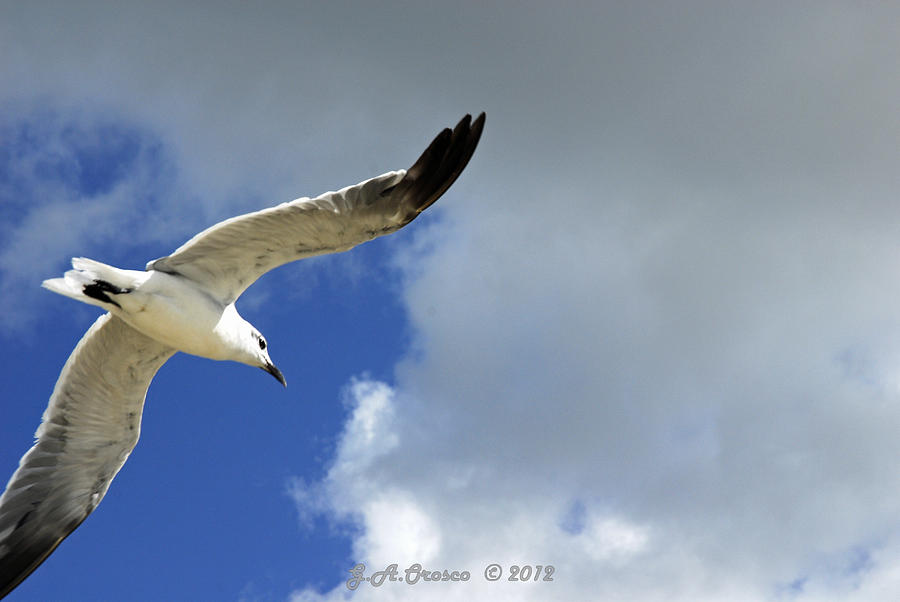 White Glide Photograph by G Adam Orosco - Fine Art America