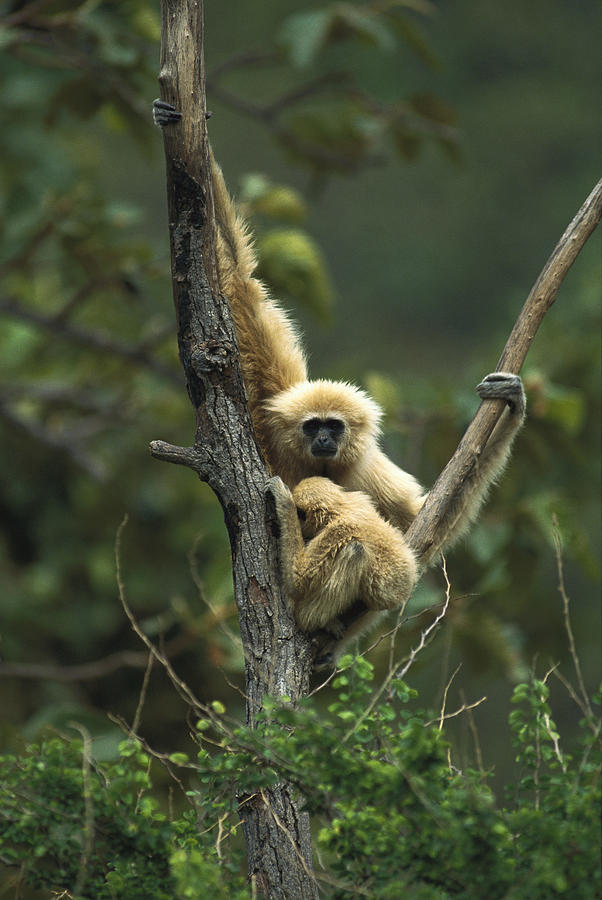 White-handed Gibbon Hylobates Lar #1 Photograph by Gerry Ellis