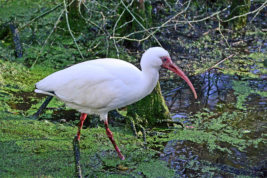 White Ibis #1 Photograph by Bill Hosford