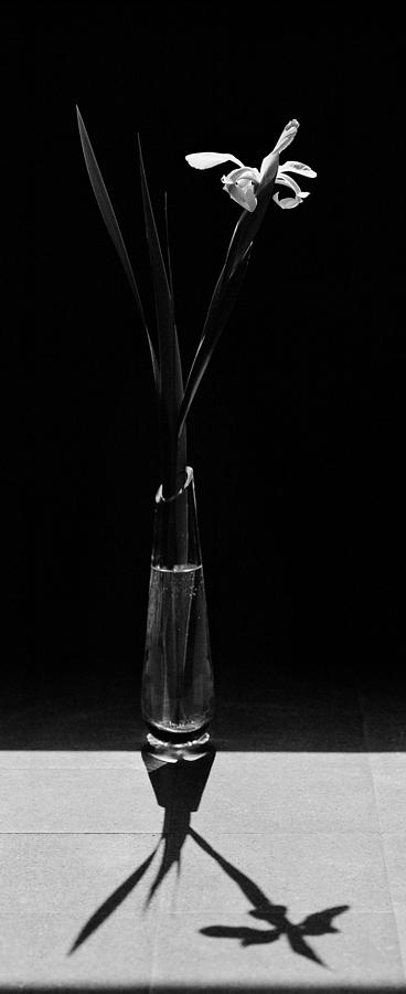 Floral Photograph - White Iris by Aldo Cervato Floral Photograph - White Iris by Aldo Cervato