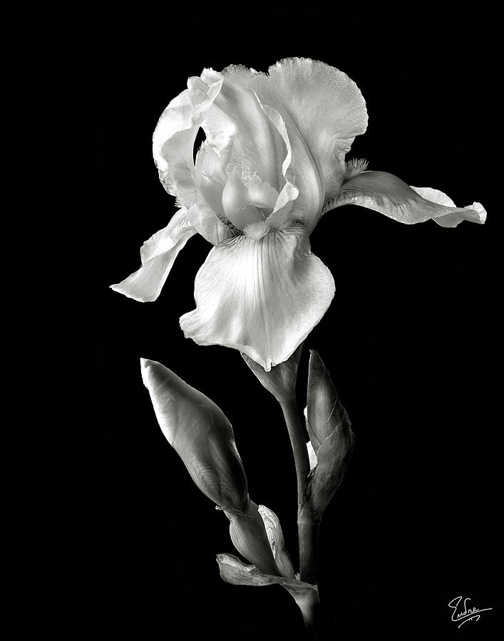 White Iris in Black and White #1 Photograph by Endre Balogh