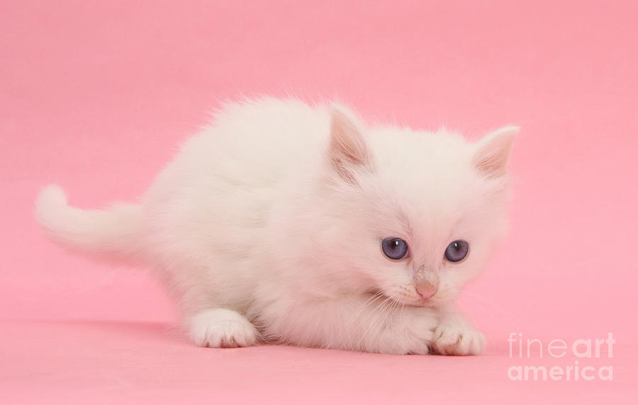 White Kitten Photograph by Mark Taylor