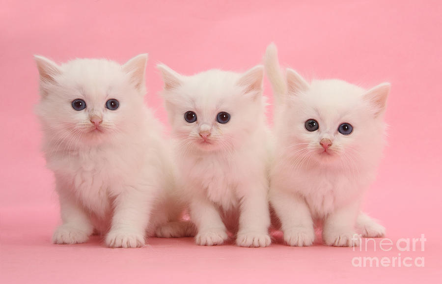 Animal Photograph - White Kittens #1 by Mark Taylor