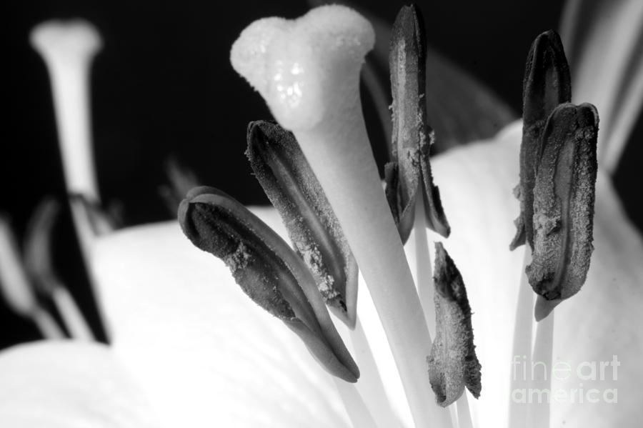 White Lilly on Black #1 Photograph by Balanced Art