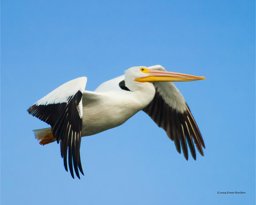 White Pelican - Flying Photograph by Ernest Hamilton | Fine Art America