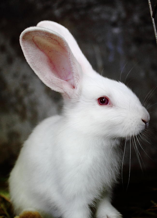 Rabbit Photograph - White Rabbit #1 by Ion Para