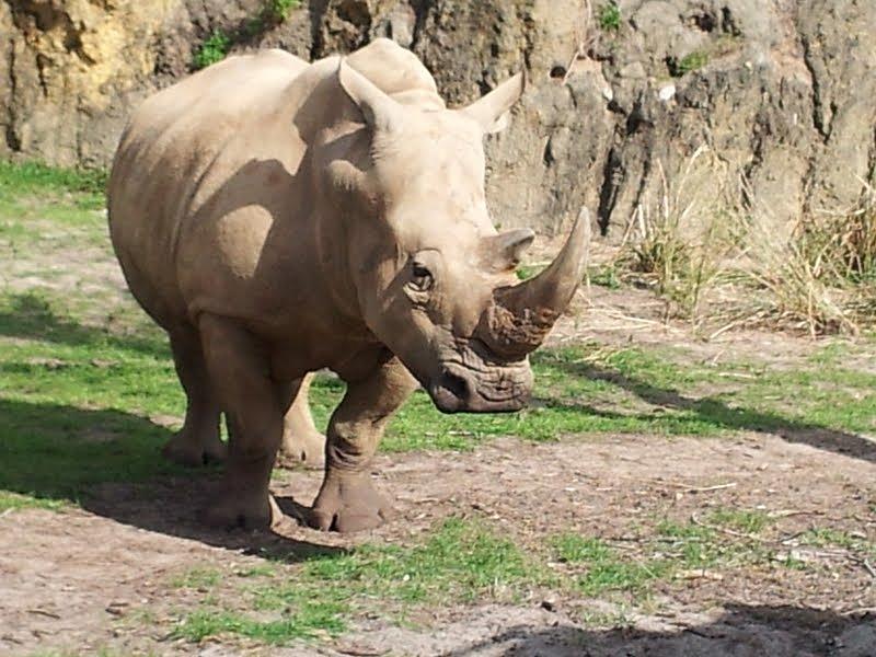 White Rhino Photograph by Jennifer Deamude - Fine Art America