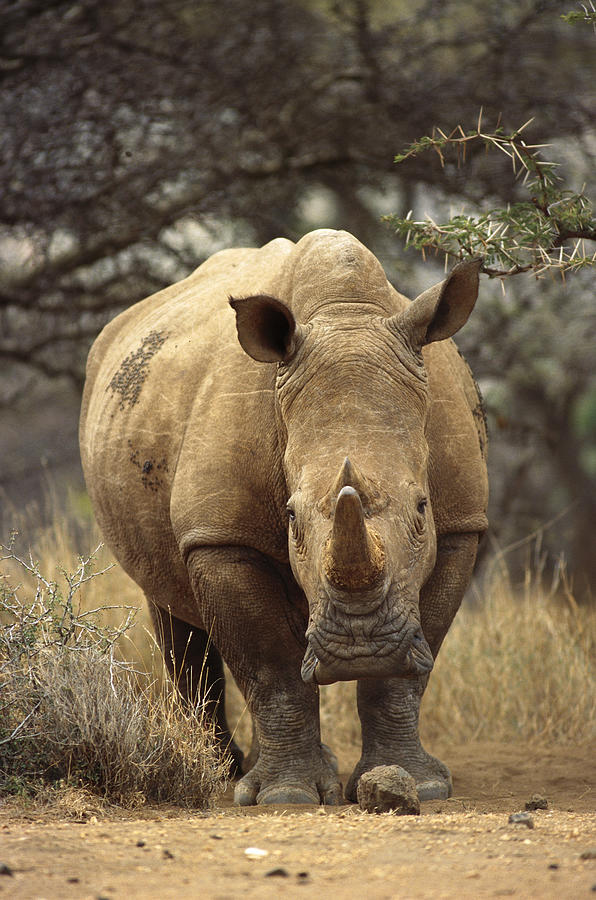 White Rhinoceros Ceratotherium Simum #3 Photograph by Gerry Ellis