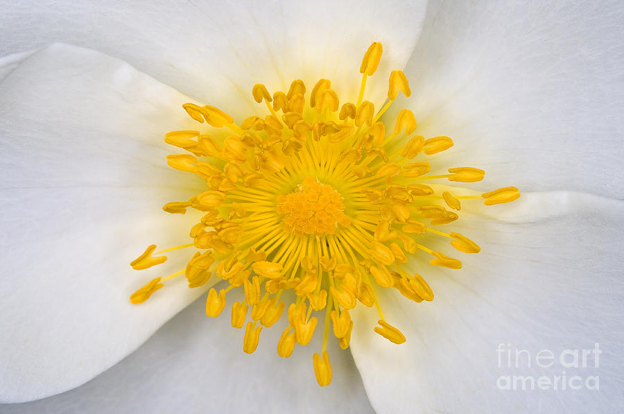 White Rose Close Up #1 Photograph by Terry Elniski