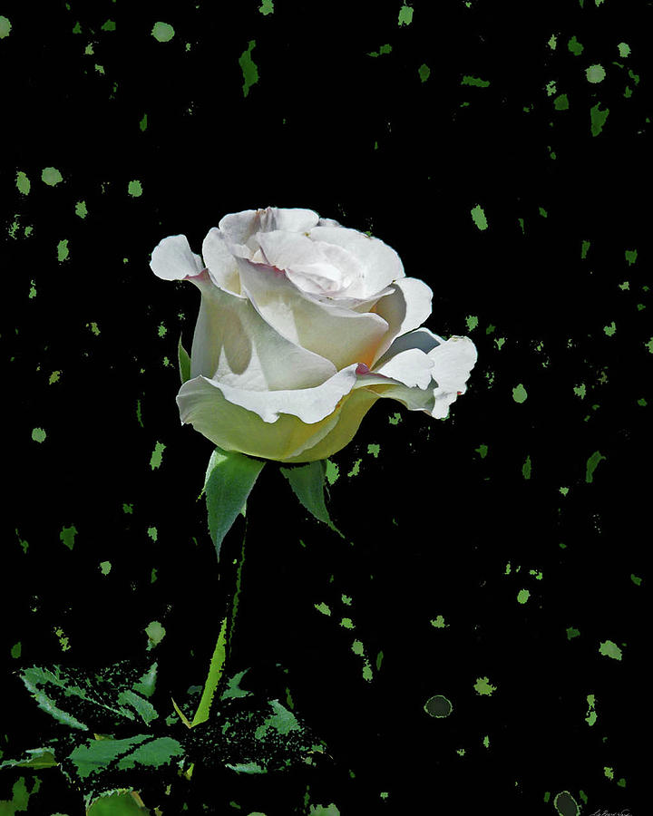 White Rose #1 Photograph by Lizi Beard-Ward