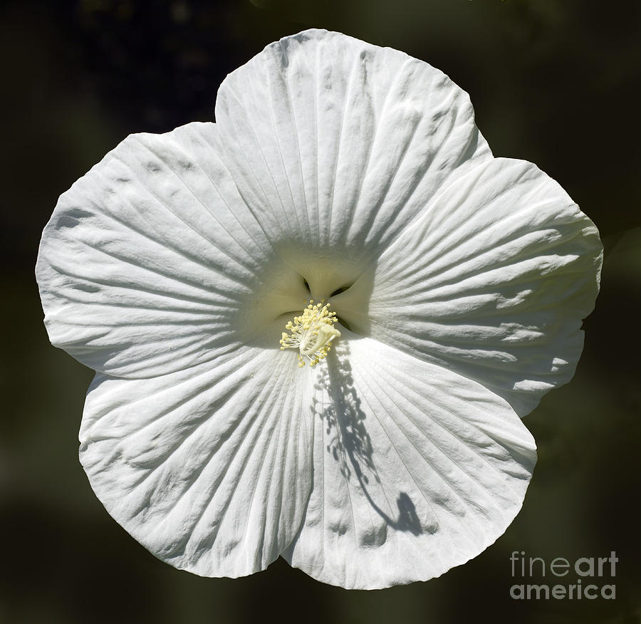 Up Movie Photograph - White Rose Mallow Hibiscus #1 by Tony Cordoza