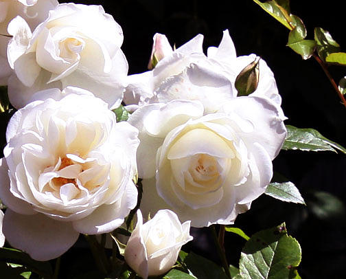 White Roses #2 Photograph by Donna Walsh