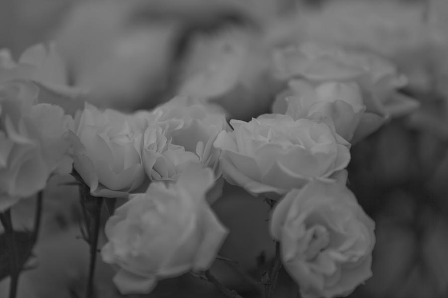 White roses #1 Photograph by Maj Seda